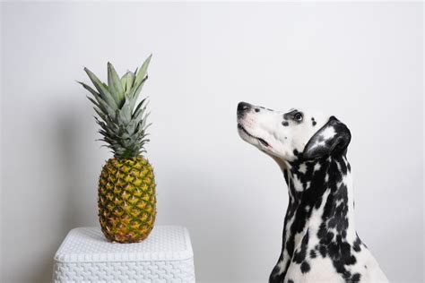 Pineapples leaves are not toxic to cats but contain sap, which can cause skin allergy to your feline friend. Can Dogs Eat Pineapple? | Great Pet Care