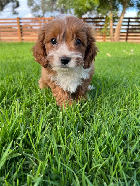 Cavoodle Puppies For Sale Melbourne Ameys Puppies