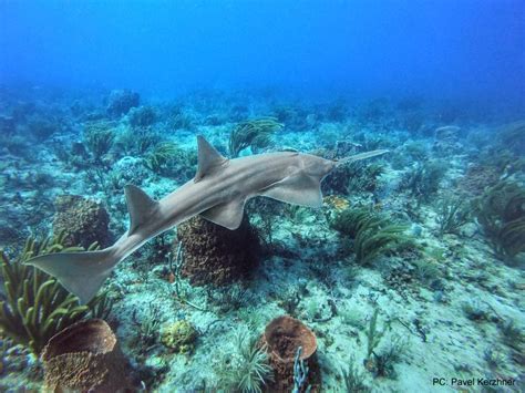 Sawfish Facts And Faqs — Sawfish Conservation Society