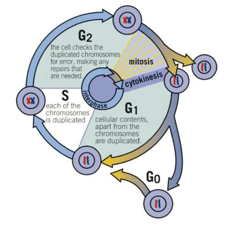 Biology Chapter 6 The Cell Cycle Diagram Diagram Quizlet
