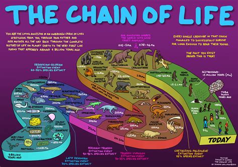 The Chain Of Life Your Evolutionary History Science Infographics