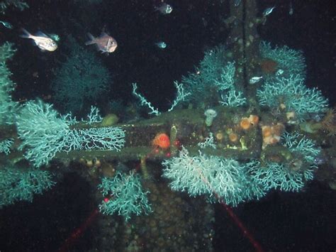 Cold Water Corals Grow At Record Depths In Gulf Of Mexico Nature