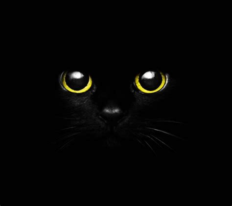 纯黑的品种猫推荐——萌的就是黑煤球 知乎