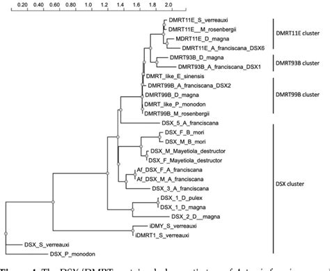 [pdf] the sex specific splicing of doublesex in brine shrimp artemia franciscana semantic scholar