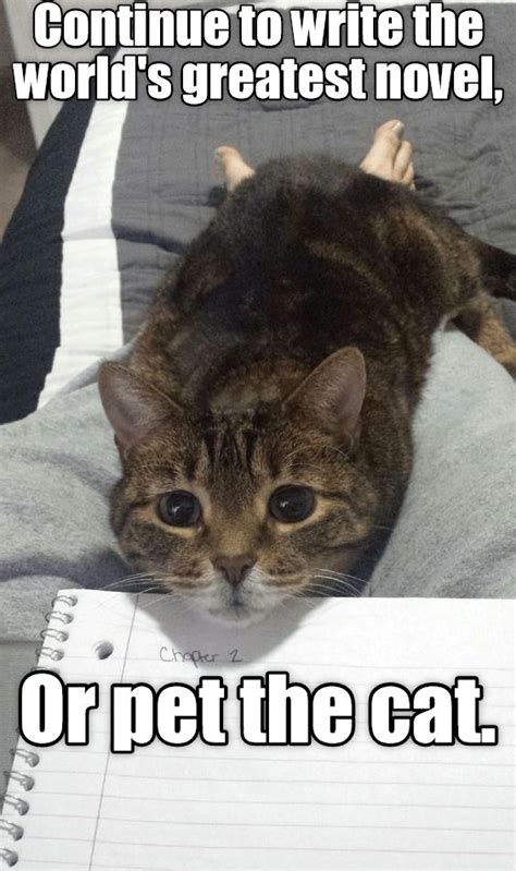 Top Memes Of The Week Cheezburger Users Edition Funny Cat Memes Cat Parenting Cats