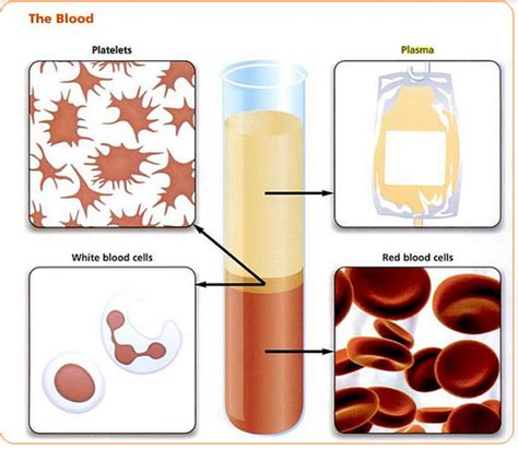 The availability of blood, and blood components, is dependent on citizens' willingness to donate blood. Blood composition and Plasma - Biology Notes for IGCSE 2014