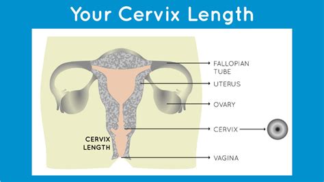 how to measure your cervix finding the right menstrual cup