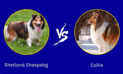 Shetland Sheepdog Vs Collie A Z Animals