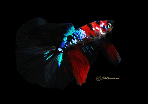 Rare Black Galaxy Koi Halfmoon Betta Released BettaSplendid Com