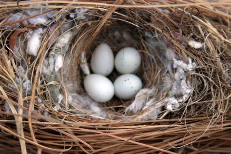 What Do House Sparrows Nests And Eggs Look Like Terminix