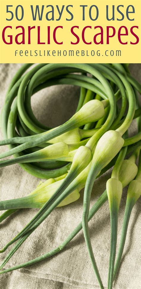 What To Do With Garlic Scapes A Guide For 2023