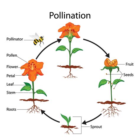 Pollination facts pollination in plants is the process where pollen is transferred from the anther, the male part of a flower, to the stigma, the female part of a flower. Pollination Station | NatureWorksPark