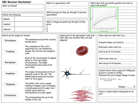 Learn vocabulary, terms and more with flashcards, games and other study tools. Edexcel CB2 Revision Worksheet | Teaching Resources