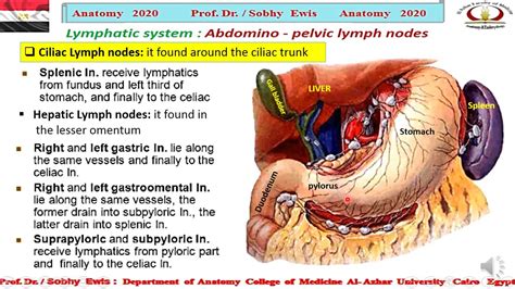 Abdominal Lymph Nodes Youtube