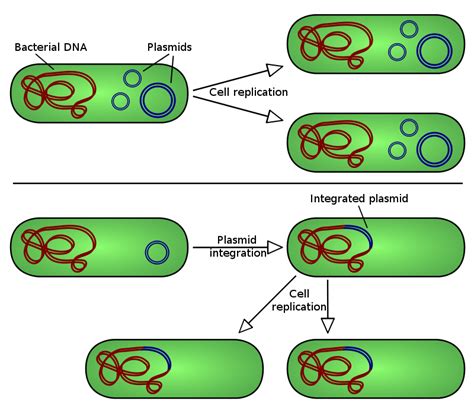 Ciencias De Joseleg Introducción Al Genoma De La Célula Procariota