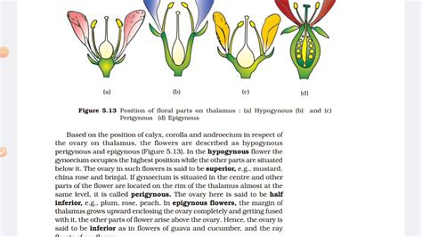 Morphology Biology