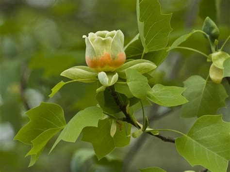Liriodendron Tulipifera Tulip Tree Or Yellow Poplar M Flickr