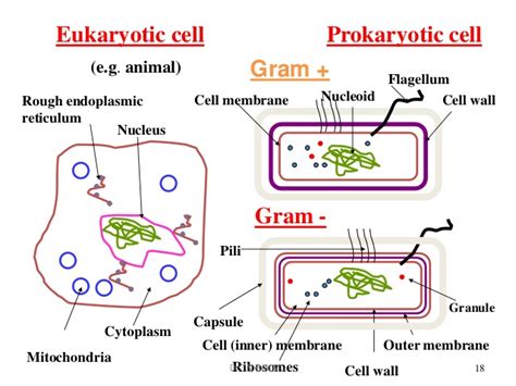 Mitochondria and chloroplasts are believed to have evolved from symbiotic bacteria. E-diary for BMY 1418: Intracellular Structures of Prokaryotes.