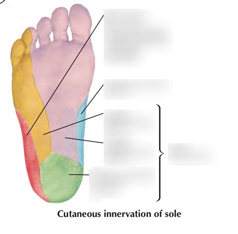 Dermatomes Arches Of Foot Ligaments Flashcards Quizlet SexiezPicz Web