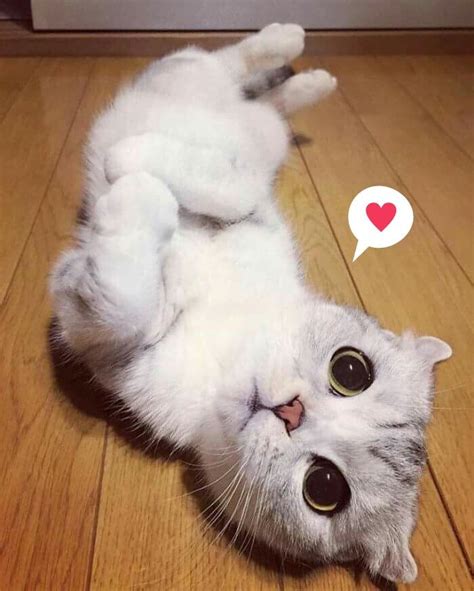 A White Cat Laying On Its Back With An I Love Heart Sticker Above It