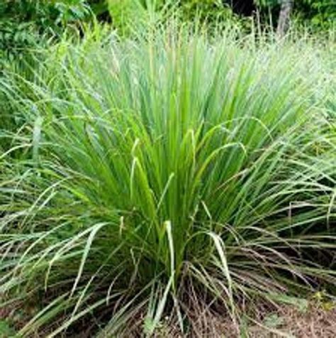 Once the plants is established, it will propagate itself, new plants will start growing once you get the plants growing, you'll have almost unlimited supply lemongrass. Organic Lemon Grass Plant 12 inch tall | Etsy in 2020 ...