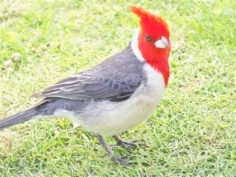 Red Cardinal Hawaii Ucb