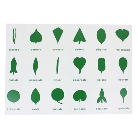 Leaf Shapes Chart Montessori Materials Thinkamajigs