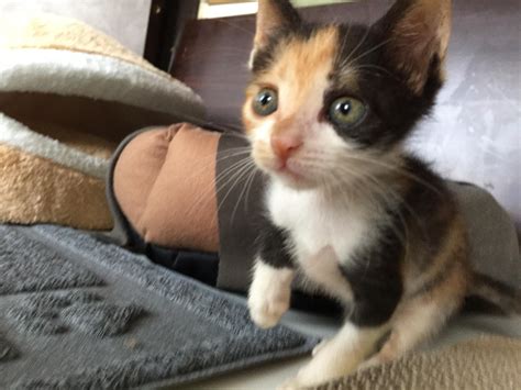 Abandoned Little Kitten Grows Up To Become One Of The Cutest Cats Ever