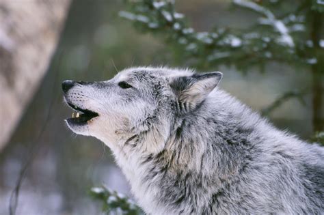 Кастерский волк красивые фото и картинки Каталог Фото