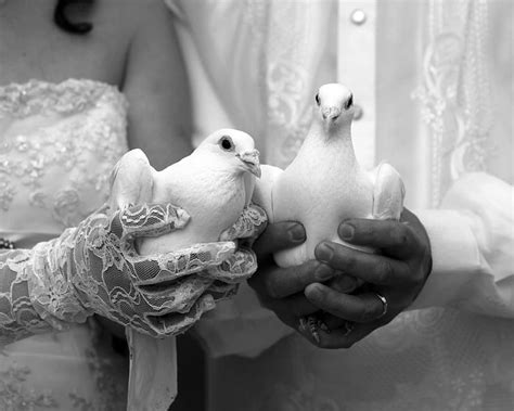 Love Doves Weddings Doves Romantic Romance Love Black And White