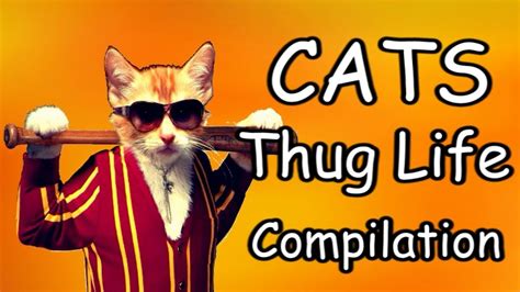 Cats Thug Life Compilation Youtube