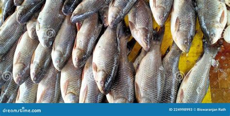 Rohu Carp Fish Arranged In Thailand Fish Market Stock Image Image Of