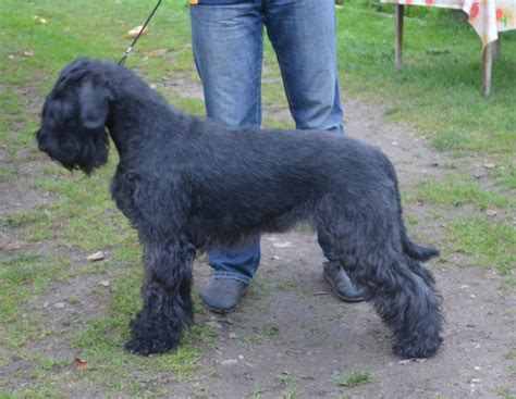Schnauzer (giant) puppies and dogs. Giant schnauzer puppies for sale
