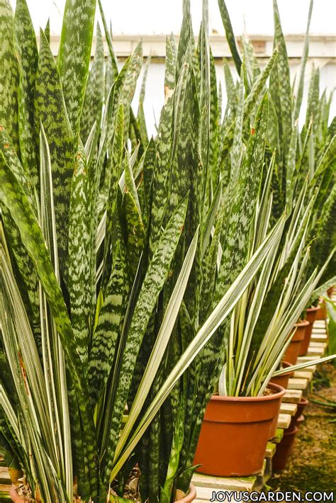 Maybe you would like to learn more about one of these? Snake Plant Care: How to Grow this Diehard Houseplant ...