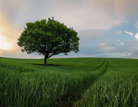Lone Tree In Wheatfield Lone Tree In Wheatfield Flickr