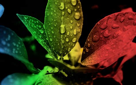 Red Green And Black Leaf Edited Focus · Free Stock Photo