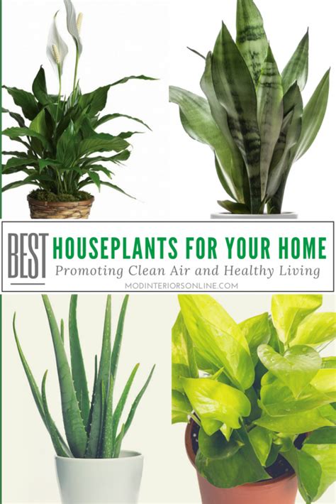 Best Houseplants For Your Home Promoting Clean Air And Healthy Living