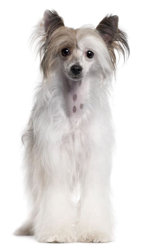 223 Best Chinese Crested Powder Puff Images On Pinterest Powder Puff