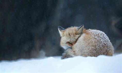 Foxes Defenders Of Wildlife