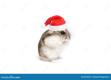 Christmas Hamster Royalty Free Stock Images Image 6915539