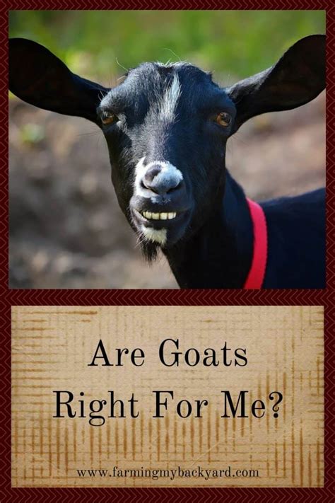 Are Goats Right For Me Farming My Backyard