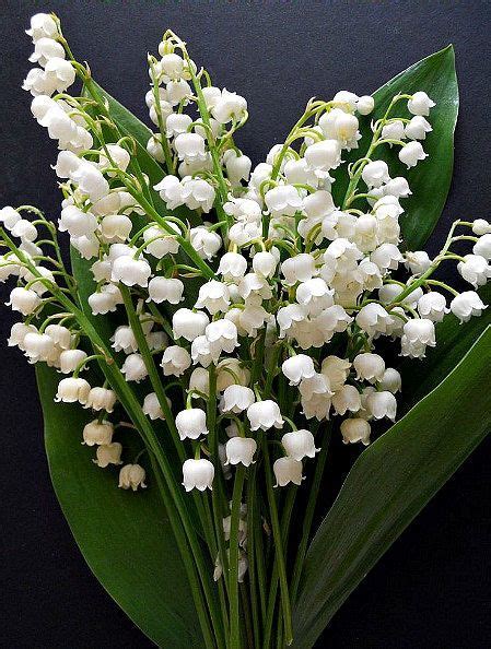 My Favourite Lily Of The Valley ⊱╮♥ Birth Flowers May Birth Flowers