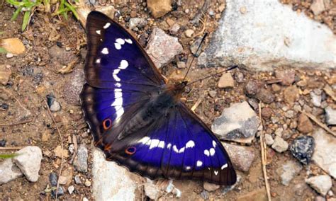 Interesting Times For Lepidopterists Summer The Guardian