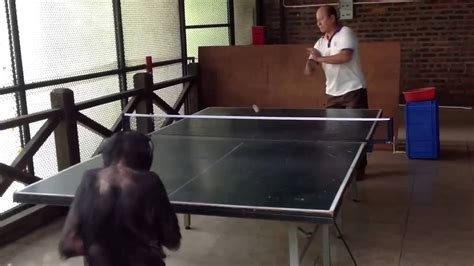 Macaco Jogando Ping Pong Monkey Playing Ping Pong Youtube