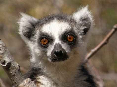 Lemurs Lorises And Allies Suborder Strepsirrhini · Inaturalist