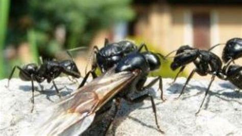 Woher die ameisen kommen und was zu tun ist, erfahren sie hier. 36 Top Images Was Tut Man Gegen Ameisen Im Haus ...