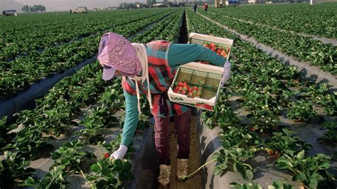 In The Strawberry Fields The Atlantic