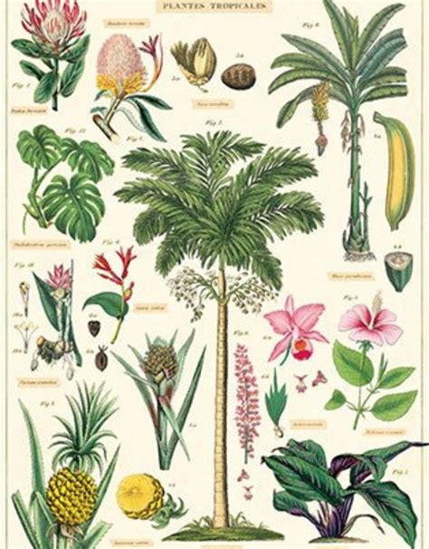 Vintage Poster Tropical Plants 50x70cm Animaux Spéciaux