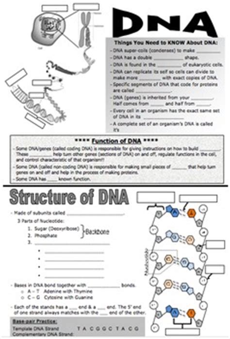 DNA Notes Page by POP Science | Teachers Pay Teachers
