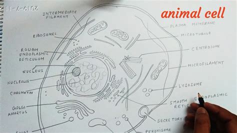 How to draw animal cell 